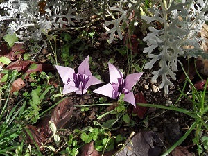 La_fleur_de_lys_Deux_modeles_dans_la_pelouse